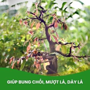 phân minro 70OM kích chồi, dưỡng cây, dầy lá cho mai