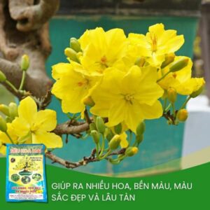 phân-bón-hữu-cơ-siêu-hoa-mai-kích-ra-hoa-kích-rễ-cây