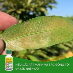 ortus-đặc-trị-nhện-đỏ-cho-mai-vàng