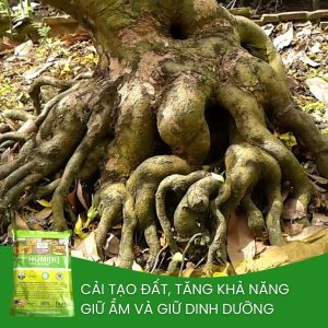 humic cải tạo đất trồng mai, tăng cường hệ VSV