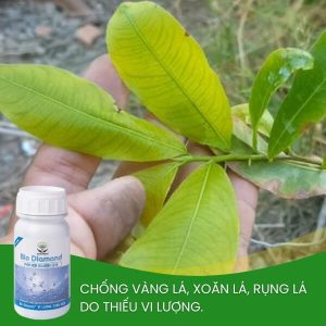 edta phòng ngừa vàng lá trên mai vàng