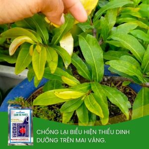 cambi nhật giúp hạn chế vàng lá gân xanh trên mai vàng