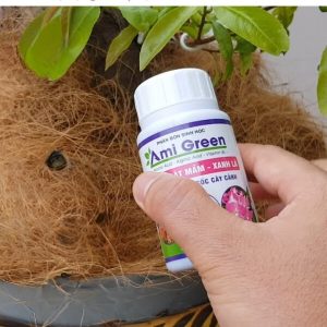 ami green rất hay được dùng cho mai vàng