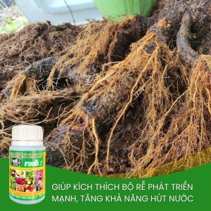 roots 2 kích ra rễ tơ cho mai vàng