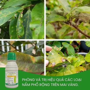 anvil đặc trị thán thư, phấn trắng, đốm lá mai vàng