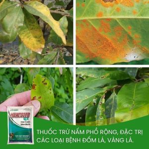 mancozeb xanh trừ nấm đốm lá, rỉ sắt, vàng lá