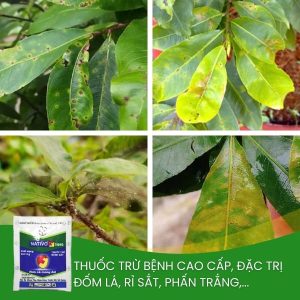 nativo đặc trị thán thư, phấn trắng trên mai vàng