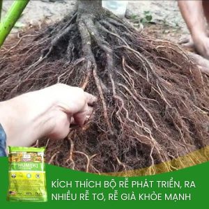 humic mỹ kích rễ tơ cho mai vàng