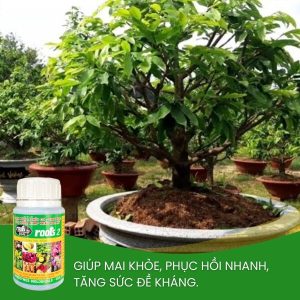 thuốc kích rễ roots 2 chuyên cho mai vàng