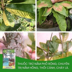 champion đặc trị nấm hồng, khô cành cho mai vàng