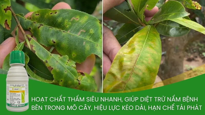 thuốc trừ nấm bệnh anvil