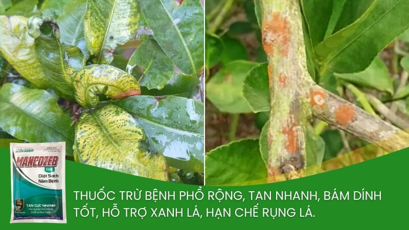 thuốc trừ nấm bệnh mancozeb xanh