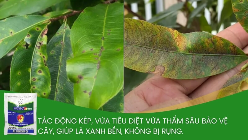 thuốc trừ nấm nativo cho mai vàng