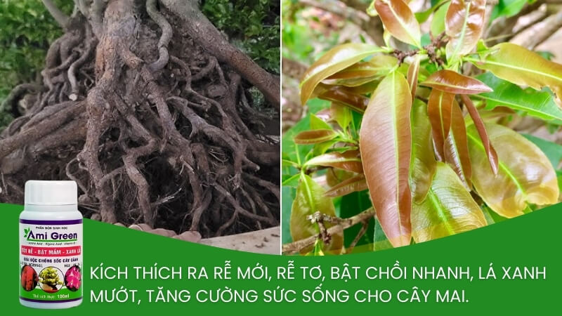 ami green kích rễ bật mầm cho mai vàng