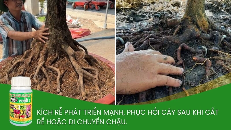 phân bón kích rễ roots 2 cho mai vàng 