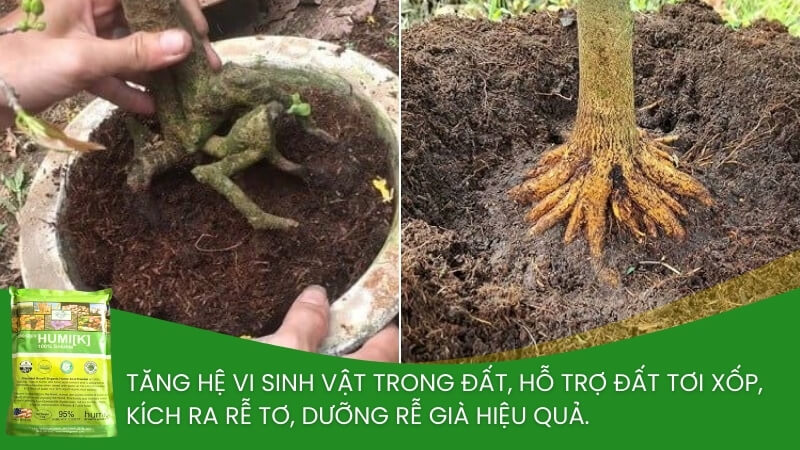 humic mỹ cho mai vàng