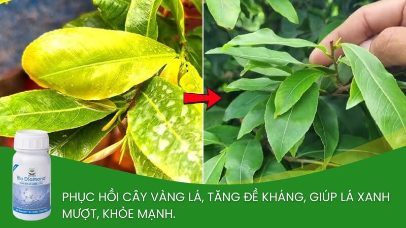 phân bón vi lượng cho mai vàng edta