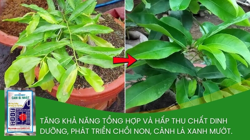 phân bón trung vi lượng cambi nhật