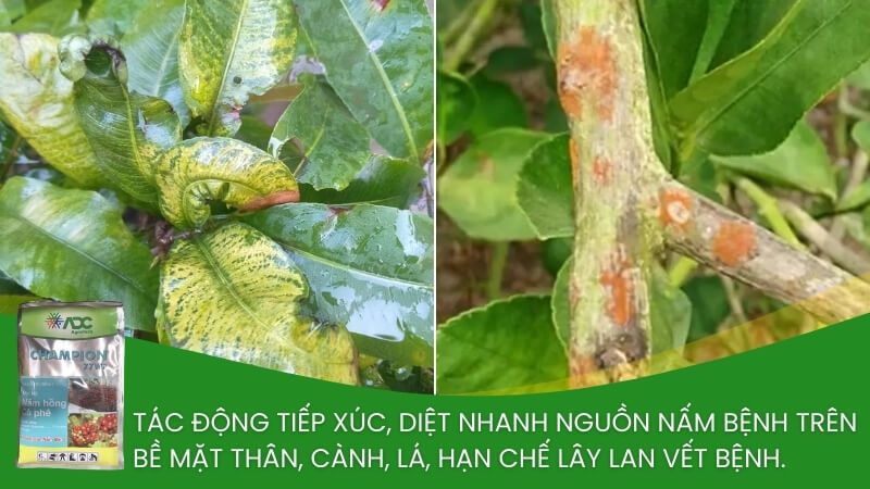 thuốc trừ nấm hồng cho mai vàng