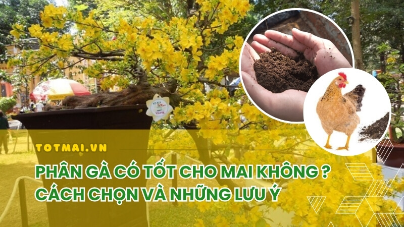 phân gà có tốt cho mai vàng không
