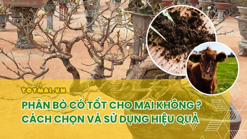 phân bò có tốt cho mai vàng không