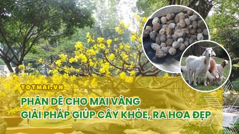 bón phân dê cho mai vàng