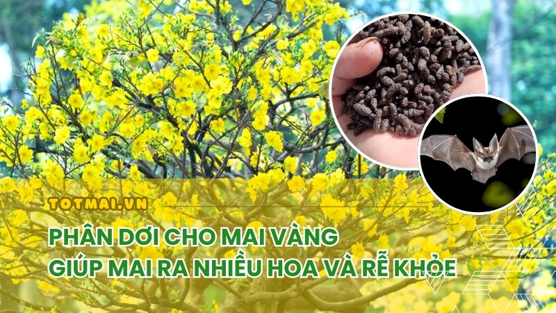 bón phân dơi cho mai vàng để dưỡng hoa và tốt rễ