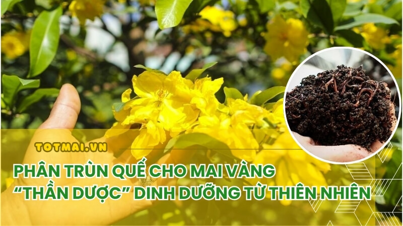 bón phân trùn quế cho mai vàng 