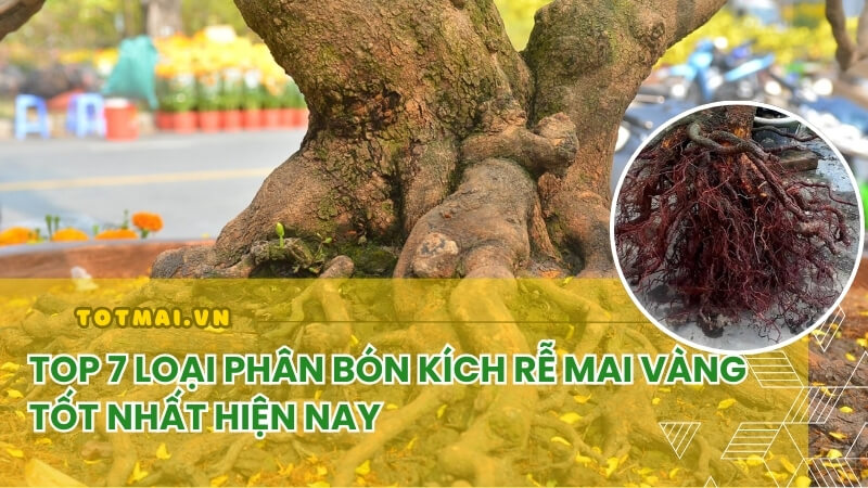 top 7 loại thuốc kích rễ tốt nhất cho mai vàng hiện nay