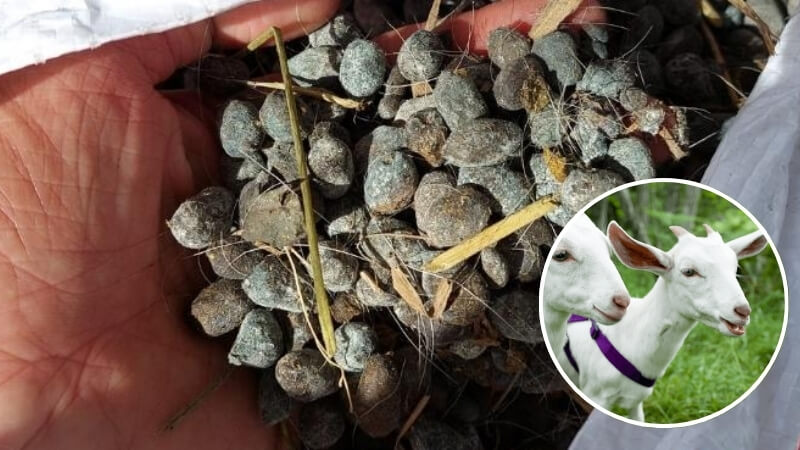 thành phần dinh dưỡng của phân dê