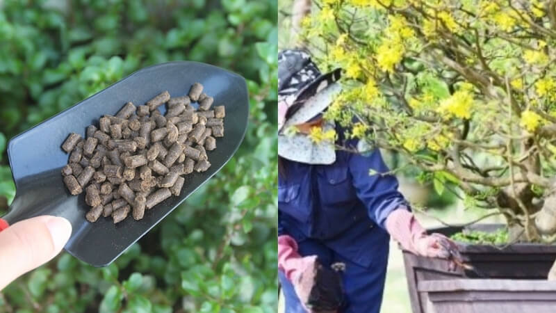 hướng dẫn cách bón phân gà cho mai vàng