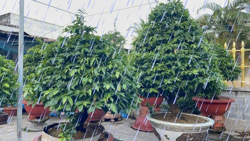 các nguyên nhân gây ra bệnh rỉ sắt cho mai vàng