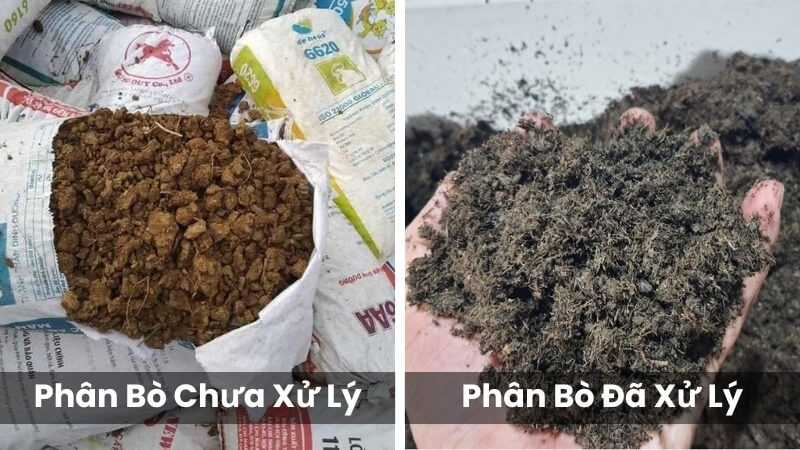 phân biệt giữa phân bò tươi và phân bò ủ hoai