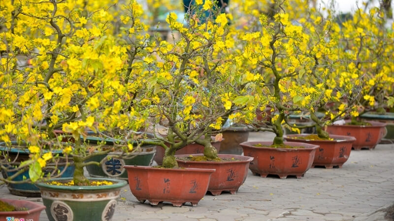 những lợi ích khi bón phân dê cho mai vàng