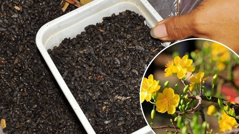 lợi ích của việc bón phân dơi cho mai vàng
