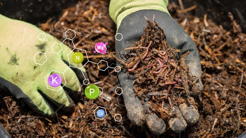 thành phần dinh dưỡng của phân trùn quế