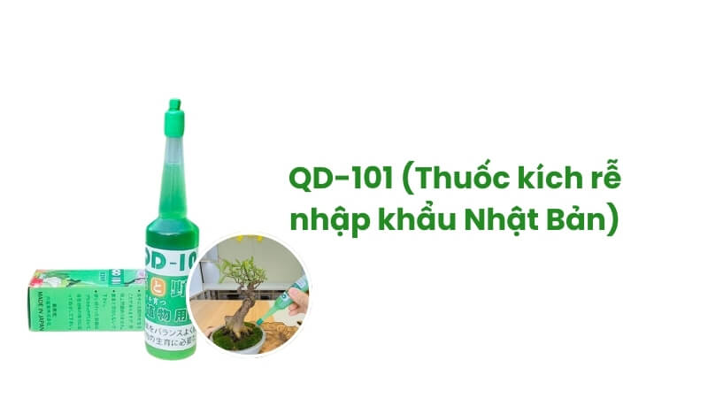 thuốc kích rễ qd101 của nhật