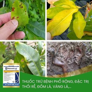 ridomil đặc trị đốm đen, vàng, thối rễ trên mai vàng
