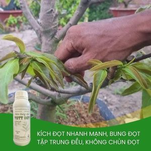 kích thích ra nhiều đọt non tott đọt