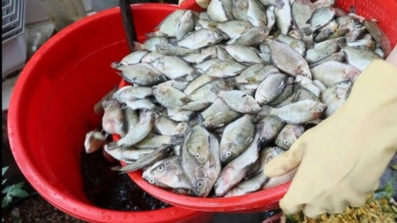 tác dụng của phân bón đạm cá đối với mai vàng