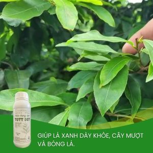 phân bón tott đọt kích ra chồi lá cho mai vàng
