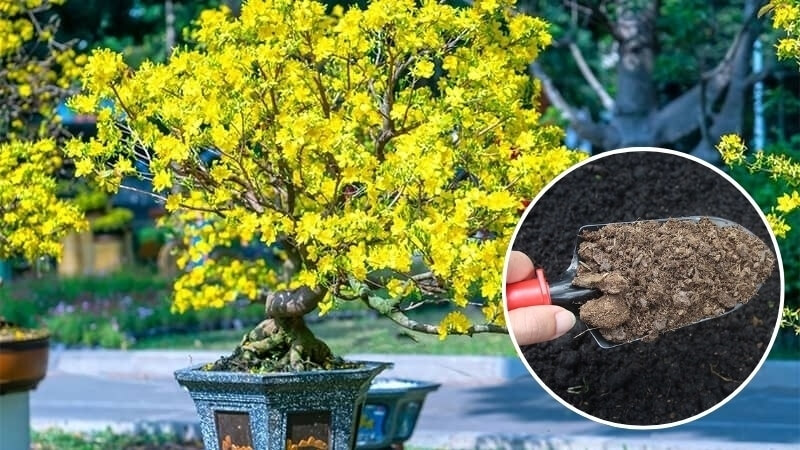 hướng dẫn sử dụng phân bò bón cho mai vàng