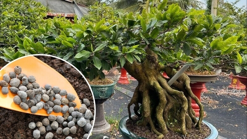 thời điểm để bón phân dê cho mai vàng