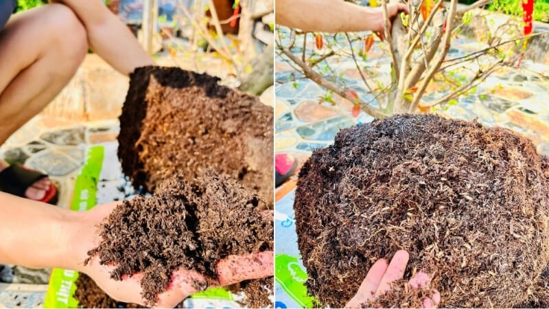 công dụng của phân trùn quế đối với mai vàng 