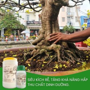 tott rễ hỗ trợ ra rễ tơ, dưỡng rễ già