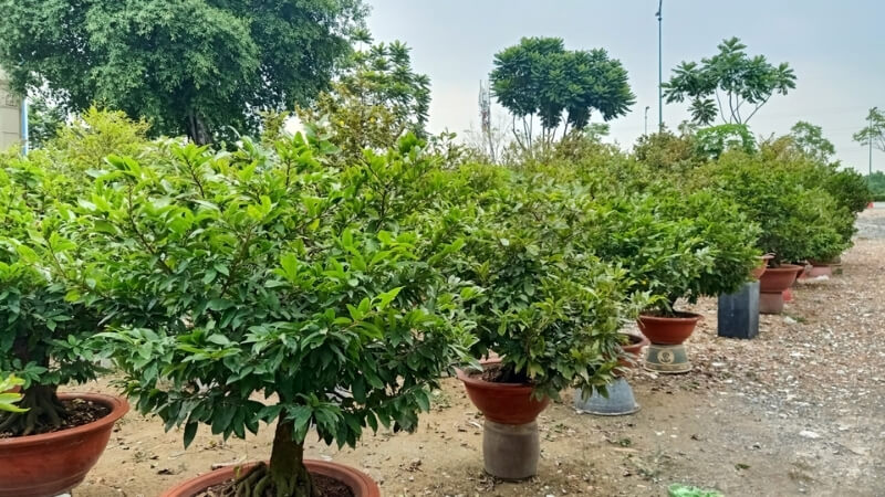 hướng dẫn bón phân đạm cá cho mai vàng