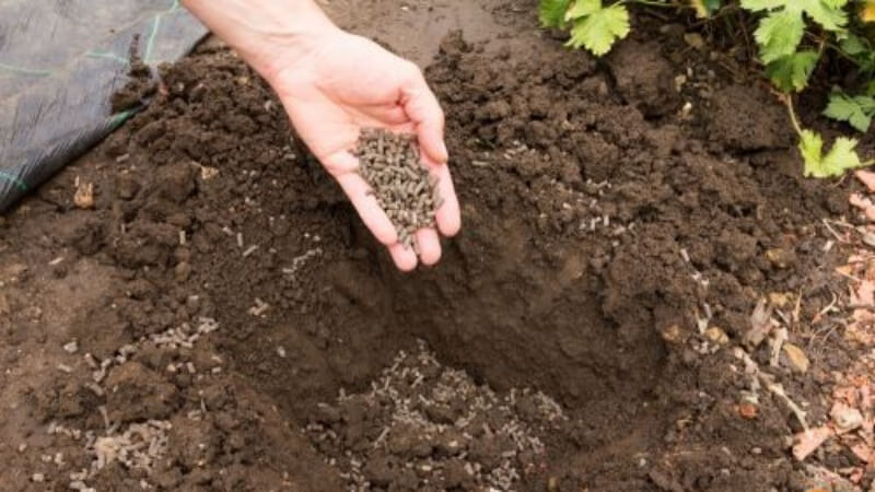 những sai làm khi sử dụng phân gà cho mai vàng 