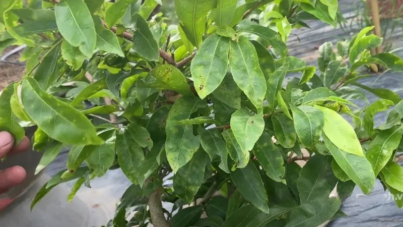 tác hại của bệnh rỉ sắt đối với cây mai