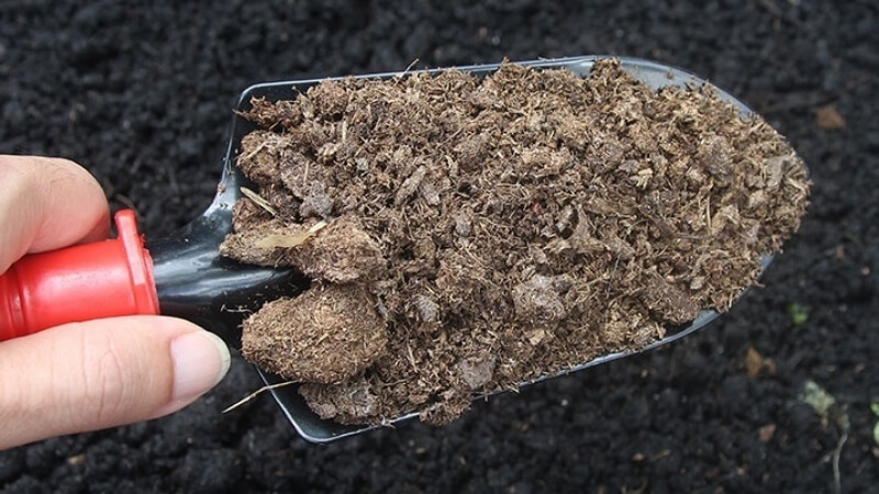 những lưu ý khi sử dụng phân bò bón cho mai vàng