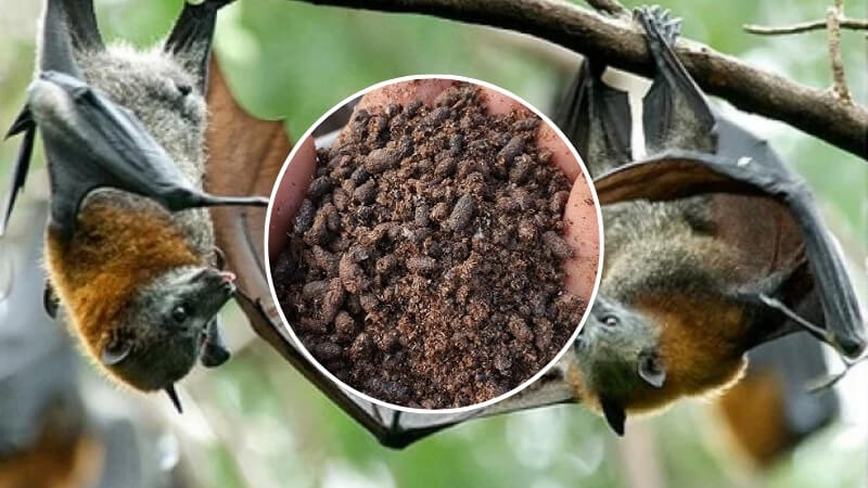 những lưu ý khi bón phân dơi cho mai vàng